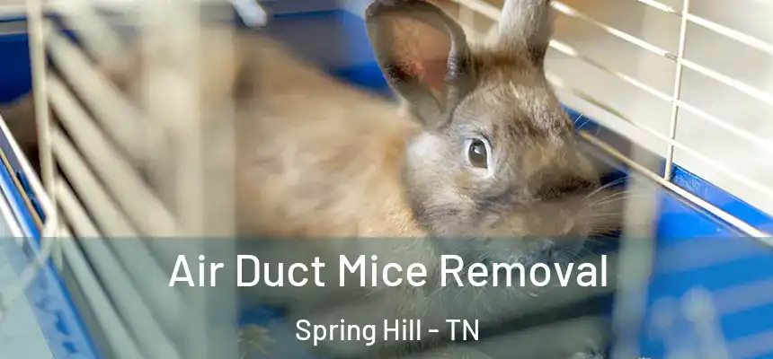  Air Duct Mice Removal Spring Hill - TN